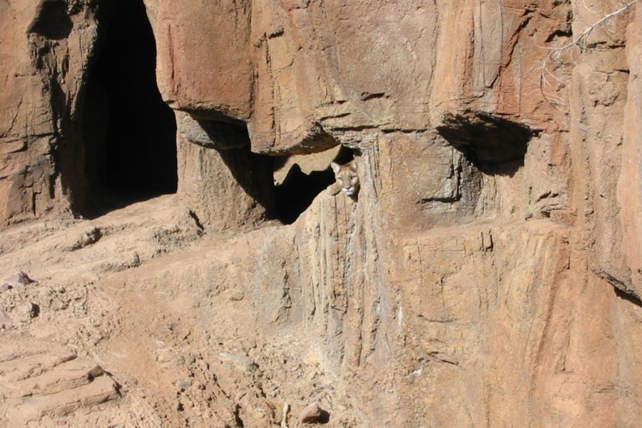 ../image/mountain lion at the desert museum.jpg